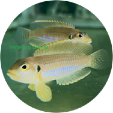 Lamprologus Ocellatus Gold