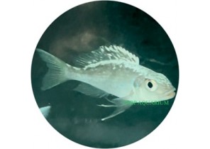Ophthalmotilapia sp. 'Whitecap' Kungwe Point