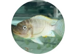 Petrochromis Famula