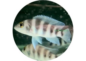 Neolamprologus Sexfasciatus Blue