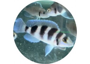 Lam. Tretocephalus
