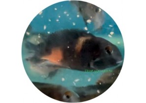 Tropheus Moorii- Bulu Point