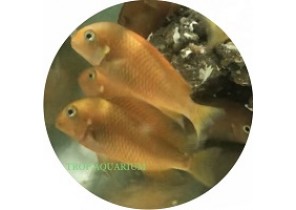 Tropheus Moorii- Golden Firecracker