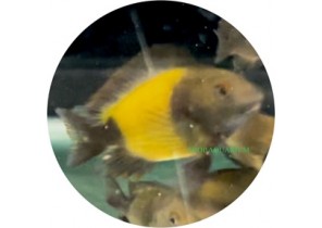 Tropheus Moorii- Ikola Shortbody