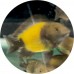 Cichlids