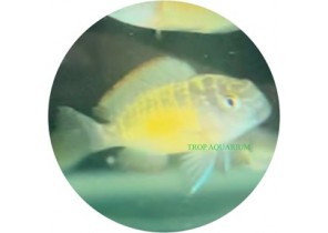 Tropheus Moorii- Kasanga