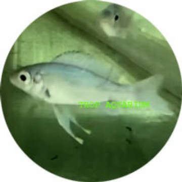 Opthalmotilapia ventralis