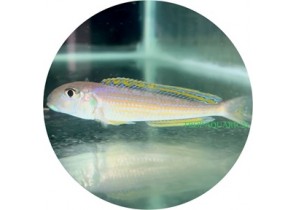 Xenotilapia Ochrogenys Kigoma
