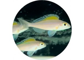 Xenotilapia Spilopterus
