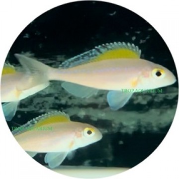 Xenotilapia spilopterus