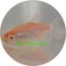 Tetra