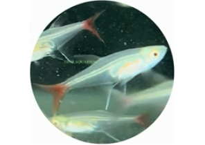 Bloodfin Glass Tetra
