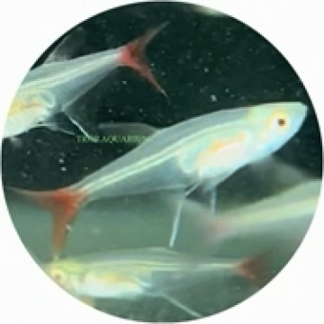 Bloodfin glass tetra