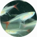 Tetra