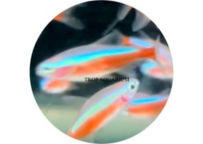 Cardinal Tetra