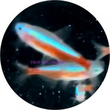 Tetra