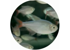 Colombian Redfin Tetra
