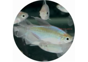 Congo Tetra