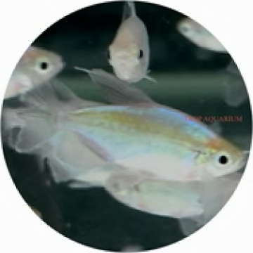 Congo tetra