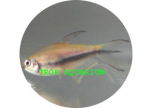 Emperor Tetra