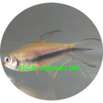 Emperor tetra