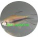 Tetra