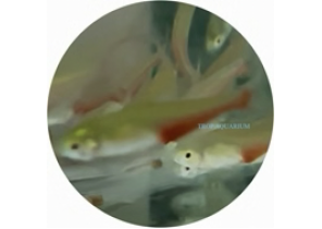 Green Fire Red Belly Tetra