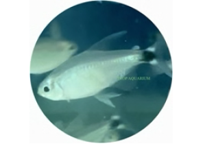 Kitty Tetra
