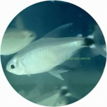 Kitty tetra
