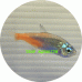Tetra