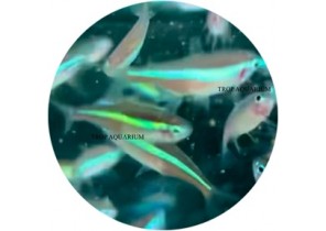 Neon Tetra- Green