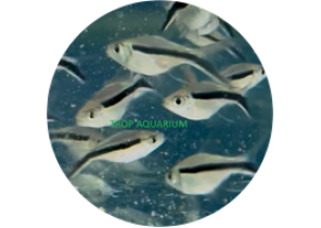 Penguin Tetra- Balloon
