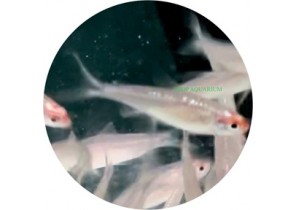 Platinum Rummy Nose Tetra