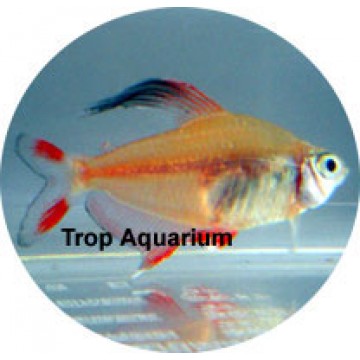 Rosy tetra