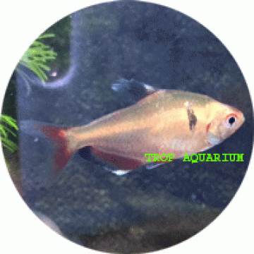 Serpae tetra