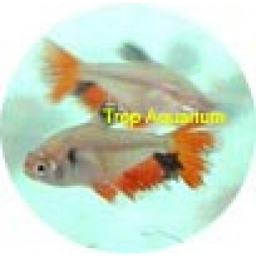 Serpae tetra LF