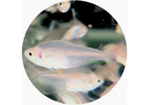 White Fin Rosy Tetra