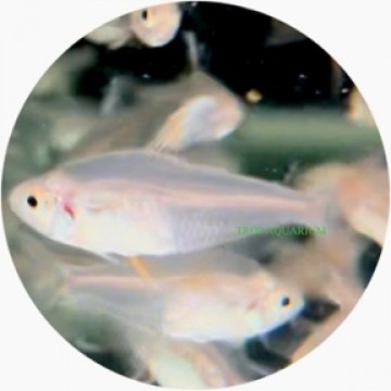 White fin rosy tetra